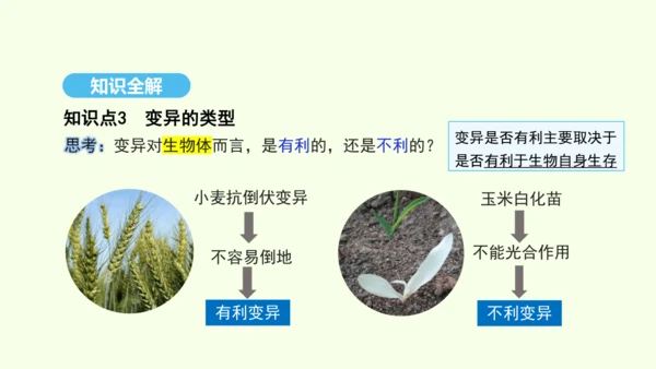 7.2.5生物的变异课件-人教版生物八年级下册(共28张PPT)