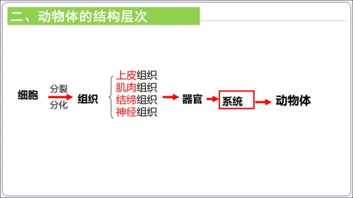 【2023秋人教七上生物期中复习考点梳理串讲+临考押题】第二章 细胞怎样构成生物体（串讲课件）(共2