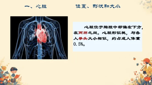 初中生物学人教版（新课程标准）七年级下册4.4.3输送血液的泵──心脏课件(共27张PPT)