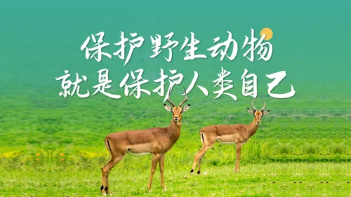 保护野生动物斑马通用PPT模板
