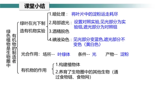 3.4 绿色植物是生物圈中有机物的制造者 课件 七年级生物上学期（人教版）(共27张PPT)