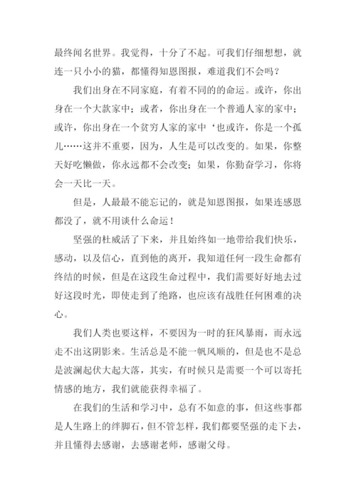 小猫杜威读后感-2.docx
