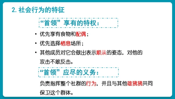 5.2.3社会行为课件-人教版生物八年级上册