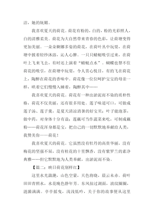 关于荷花的作文.docx