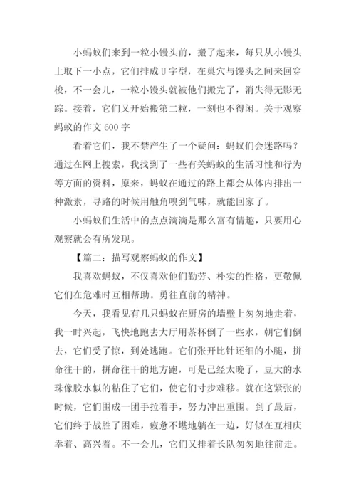 描写观察蚂蚁的作文.docx