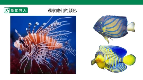 第九课《用彩墨画鱼》课件