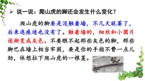 10 爬山虎的脚  课件