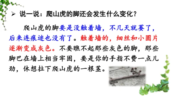 10 爬山虎的脚  课件