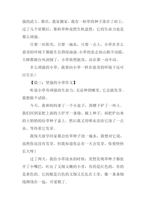 坚强的小草作文250字.docx