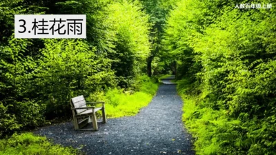 3 桂花雨     课件