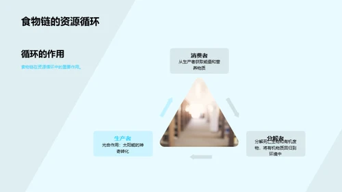 深度解析食物链