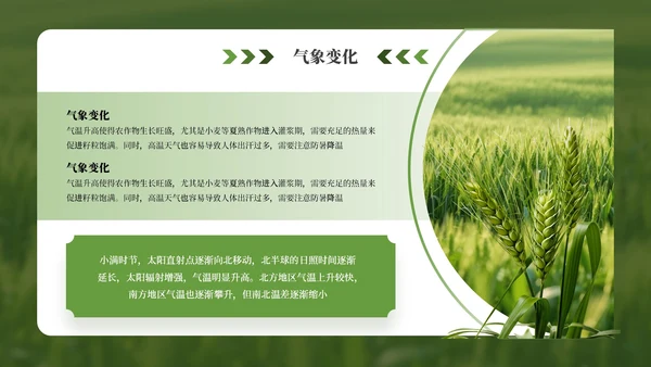 绿色小满节气介绍通用模板