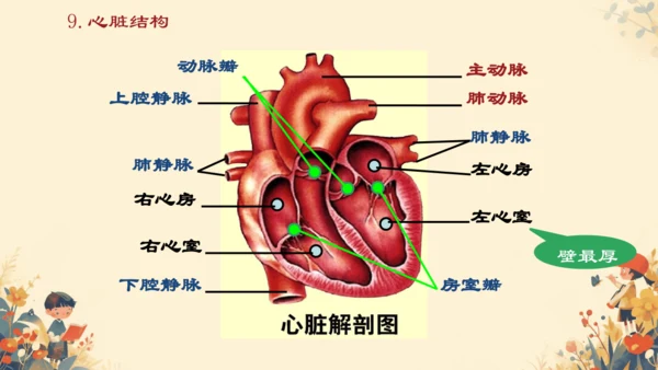 初中生物学[期末专区]七年级下册第四章和第五章复习课件(共39张PPT)