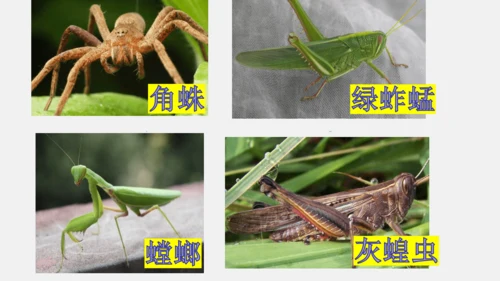 八年级上册语文第五单元 名著导读 《昆虫记》 课件