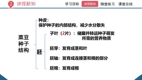 3.1.2  种子植物（课时1 种子的结构）课件-2023-2024学年人教版生物七年级上册(共24