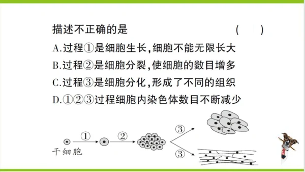 【掌控课堂-创优作业】人教版生物七(上)第二单元 第二章 细胞怎样构成生物体总结训练 (课件版)