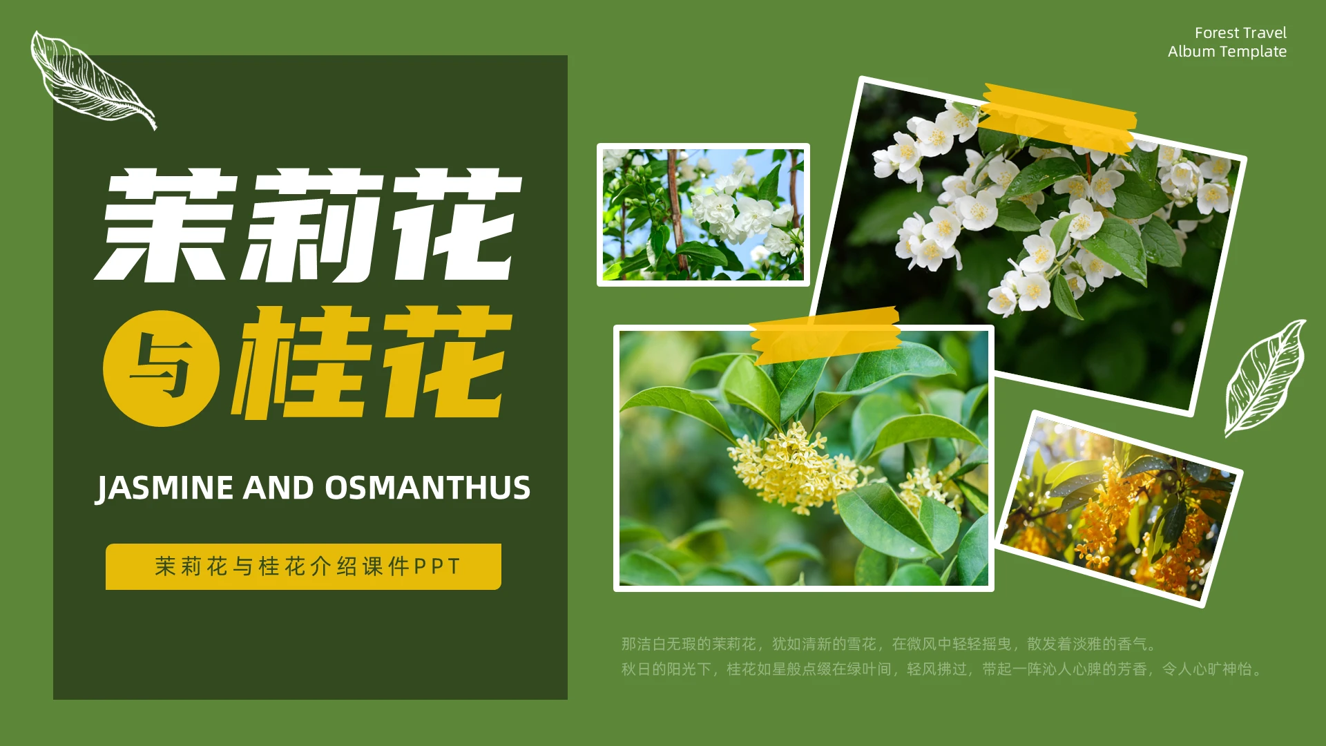 绿色清新茉莉花与桂花种类介绍PPT