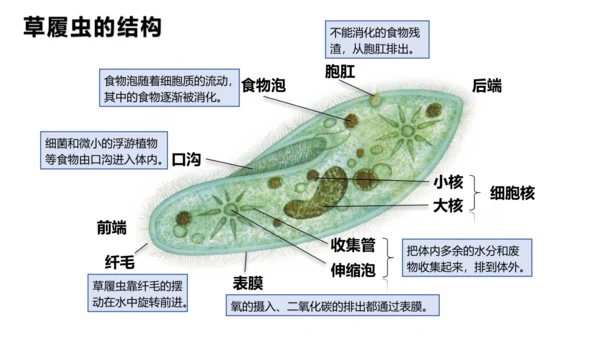 人教版七年级生物上册（2024）1.3.4 单细胞生物 课件(共22张PPT)+视频素材