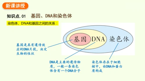 7.2.2基因在亲子代间的传递-八年级生物人教版下学期同步精品课件(共24张PPT)