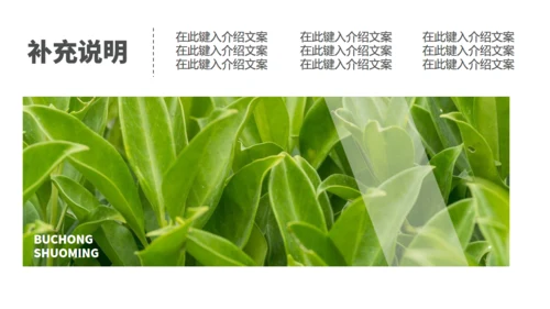 茶业店春茶产品介绍宣传手册通用PPT模板