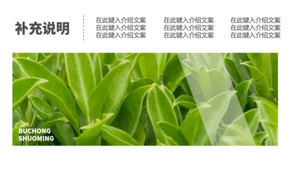 茶业店春茶产品介绍宣传手册通用PPT模板