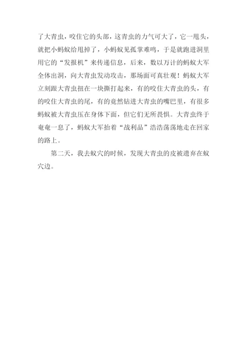 关于蚂蚁作文400字.docx