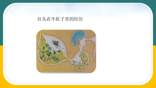 小学语文《在牛肚子里旅行》教育教学PPT课件