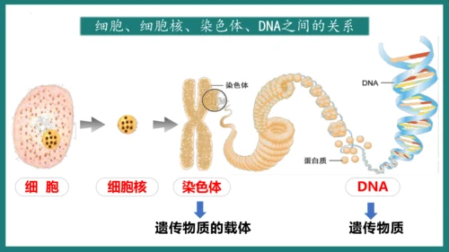 第一单元第三章从细胞到生物体（复习课件）-七年级生物上册同步教学精制课件（人教版2024）(共44张