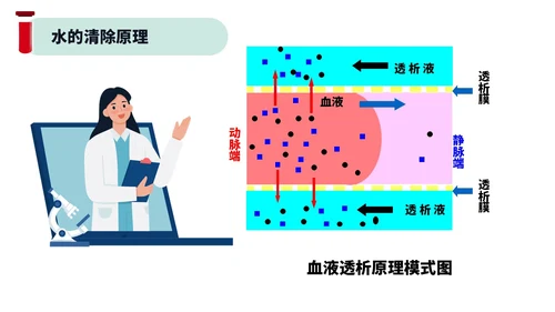 红色绿色插画风简约风血液透析及并发症医疗护理培训PPT血透