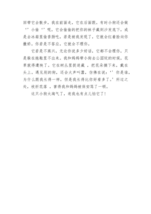 观察小狗作文400字5篇.docx