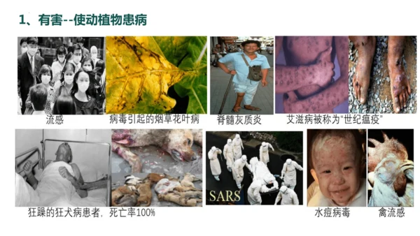 人教版生物八年级上册5.5《病毒》（课件）(共30张PPT)+视频素材