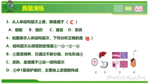 第三章从细胞到生物体（串讲课件）-七年级生物上学期期中考点大串讲（人教版2024）(共40张PPT)