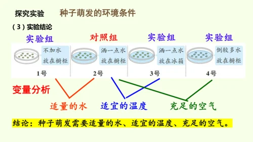3.1.1 种子的萌发-七年级生物下学期同步精品课件（2024人教版）(共25张PPT)
