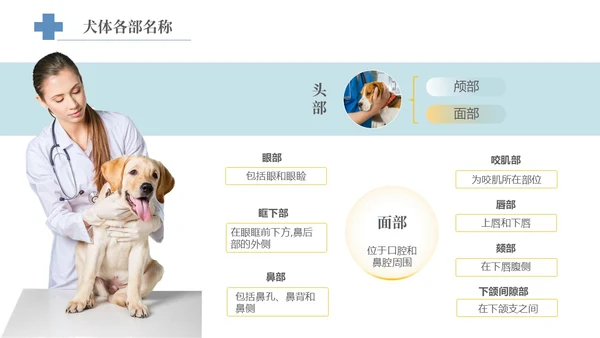 实拍风宠物解剖生理宠物解剖生理讲座PPT