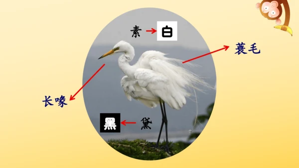 1 白鹭   课件
