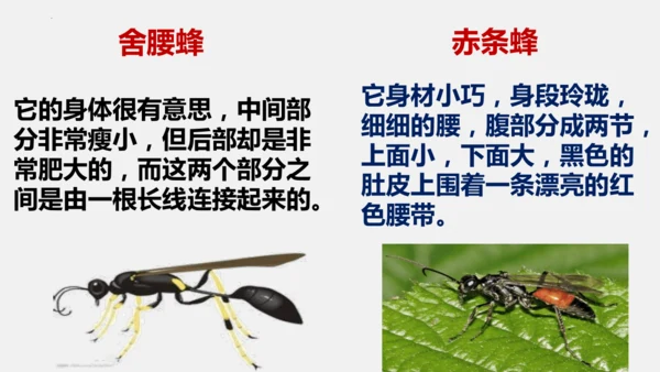 八年级上册语文第五单元 名著导读 《昆虫记》 课件