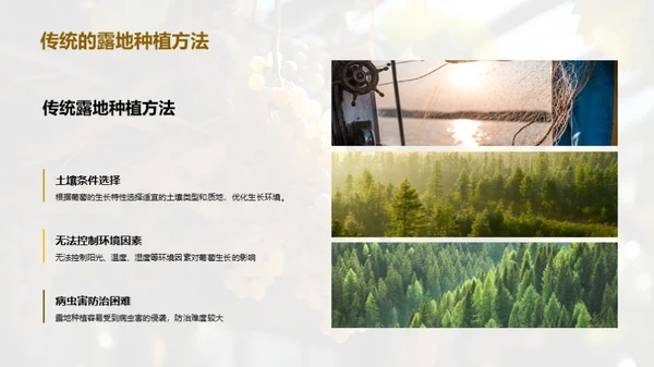 葡萄种植的创新之路