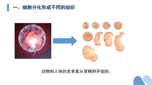 2.2.2 动物体的结构层次-2023-2024学年七年级生物上学期备课课件（人教版）(共26张PP