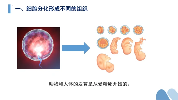 2.2.2 动物体的结构层次-2023-2024学年七年级生物上学期备课课件（人教版）(共26张PP