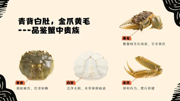 黄橙色手绘中国美食阳澄湖大闸蟹介绍PPT模板