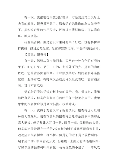 有关银杏树的作文.docx