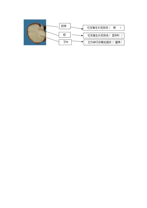 科学四年级下册第一单元植物的生长变化测试卷及参考答案【能力提升】.docx