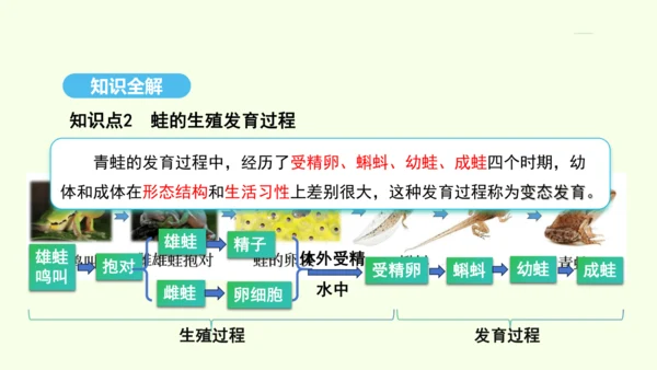 7.1.3两栖动物的生殖和发育课件-人教版生物八年级下册(共29张PPT)