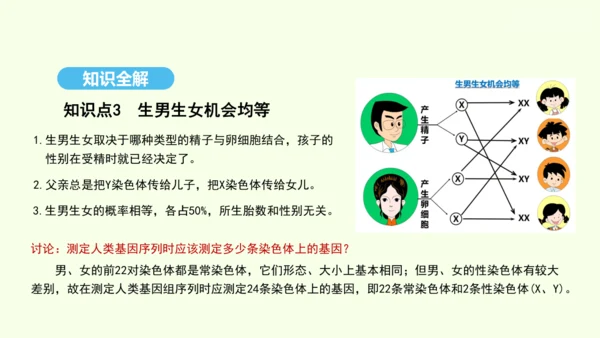 7.2.4人的性别遗传课件-人教版生物八年级下册(共31张PPT)