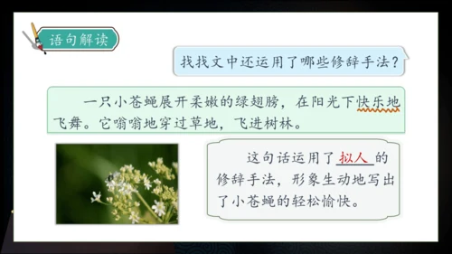 【核心素养】部编版语文四年级下册-5.琥珀 第2课时（课件）