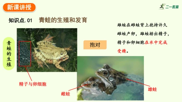 7.1.3两栖动物的生殖和发育-八年级生物人教版下学期同步精品课件(共31张PPT)