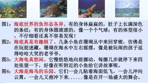 18.富饶的西沙群岛   课件