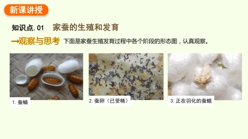 7.1.2昆虫的生殖和发育-八年级生物人教版下学期同步精品课件(共29张PPT)