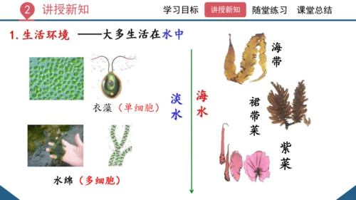 3.1.1 藻类、苔藓和蕨类植物课件 2023--2024学年人教版生物七年级上册(共26张PPT)