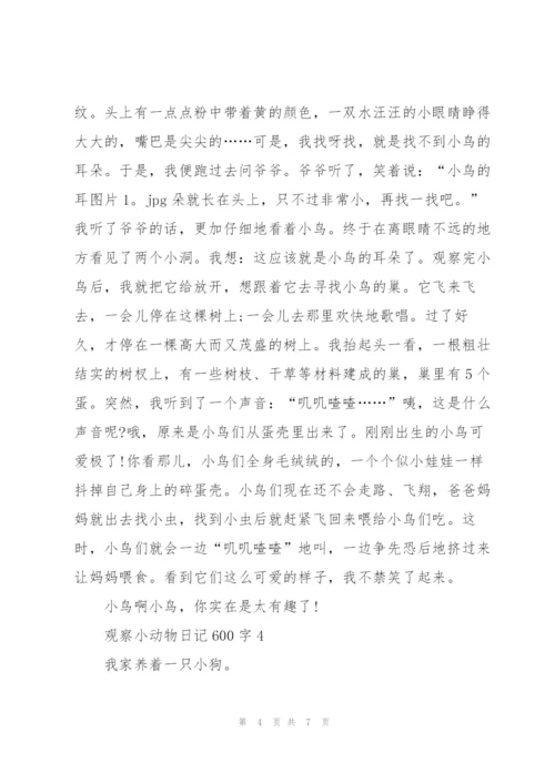 观察小动物日记600字5篇.docx